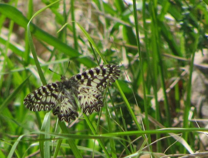 Finalmente la Zerynthia polyxena! (e Boloria dia)